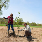 UW-La Crosse Professor Meredith Thomsen plants a tree in an open field with help from a graduate student