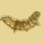 Photo of a microscropic image of a tardigrade, or water bear, from Shenipsit State Forest in Somers, Connecticut. Photo by Holcy/iStock