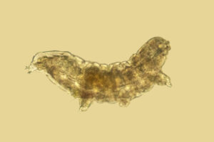 Photo of a microscropic image of a tardigrade, or water bear, from Shenipsit State Forest in Somers, Connecticut. Photo by Holcy/iStock