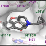 Image of a small molecule of naltrexone, an opioid mimic, nestles neatly into a cavity — called a binding site — of a protein selected for just that purpose by UW–Madison researchers using a new quick and inexpensive way to create test kits for drugs, environmental toxins and other substances. Image by Raman Lab/UW–Madison