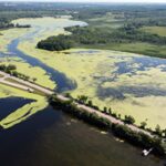 Photo of duckweed, which covers the Silver Creek Estuary, right, where the creek flows into Green Lake under the County Highway A bridge. / Photo by Phil Burkart