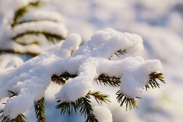 Snow on pine branches